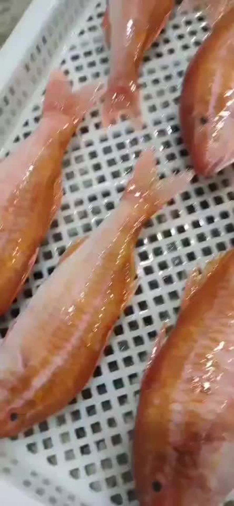 鼓浪嶼紅娘魚龍頭魚