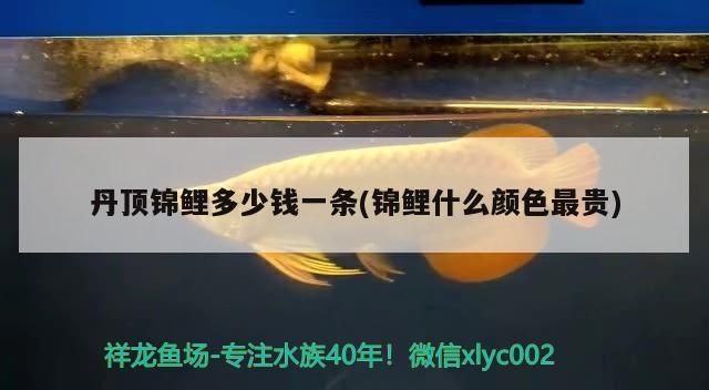詳細閱讀:丹頂錦鯉多少錢一條(錦鯉什么顏色最貴) 丹頂錦鯉多少錢一條(錦鯉什么顏色最貴)