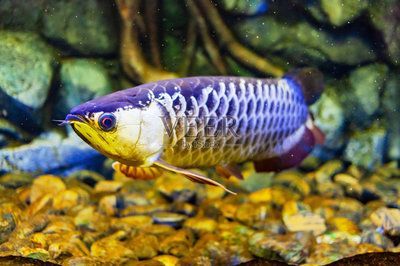 純血統金龍魚（如何挑選純血統的金龍魚）