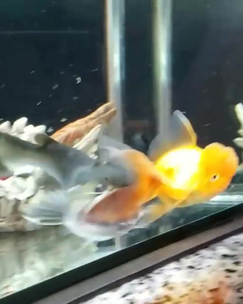 這個魚缸還能不能要？