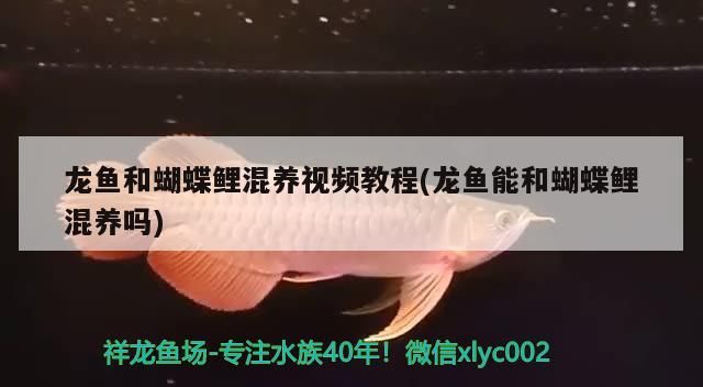 龍魚和蝴蝶鯉混養視頻教程(龍魚能和蝴蝶鯉混養嗎)