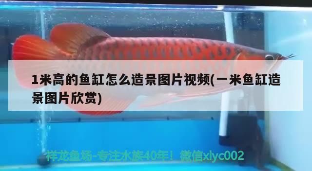 1米高的魚缸怎么造景圖片視頻(一米魚缸造景圖片欣賞)