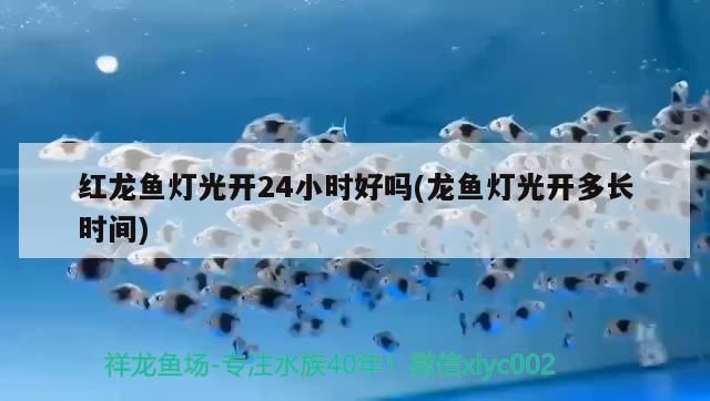 紅龍魚燈光開24小時好嗎(龍魚燈光開多長時間)
