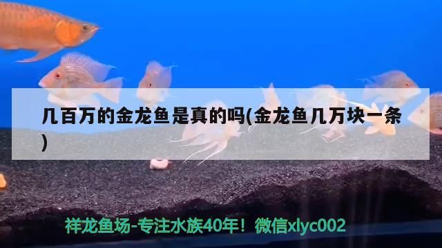 幾百萬的金龍魚是真的嗎(金龍魚幾萬塊一條)