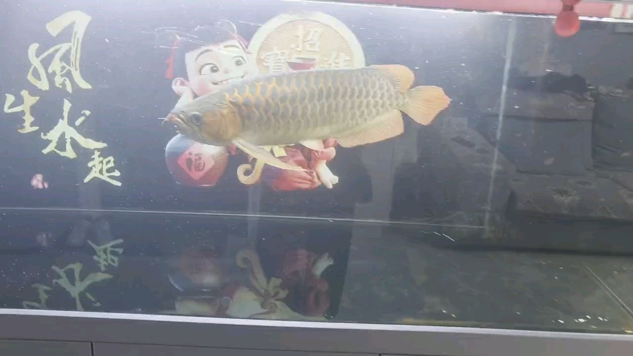 可以么 可以么 龍魚論壇
