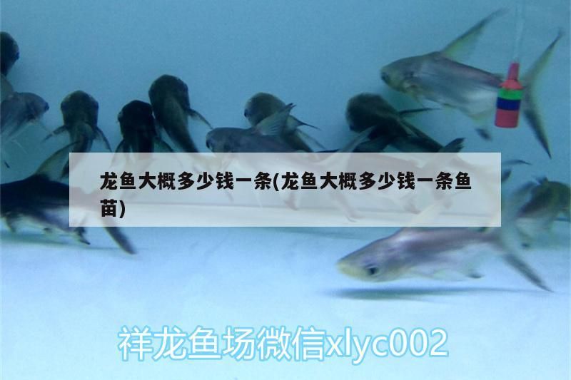 龍魚大概多少錢一條(龍魚大概多少錢一條魚苗)
