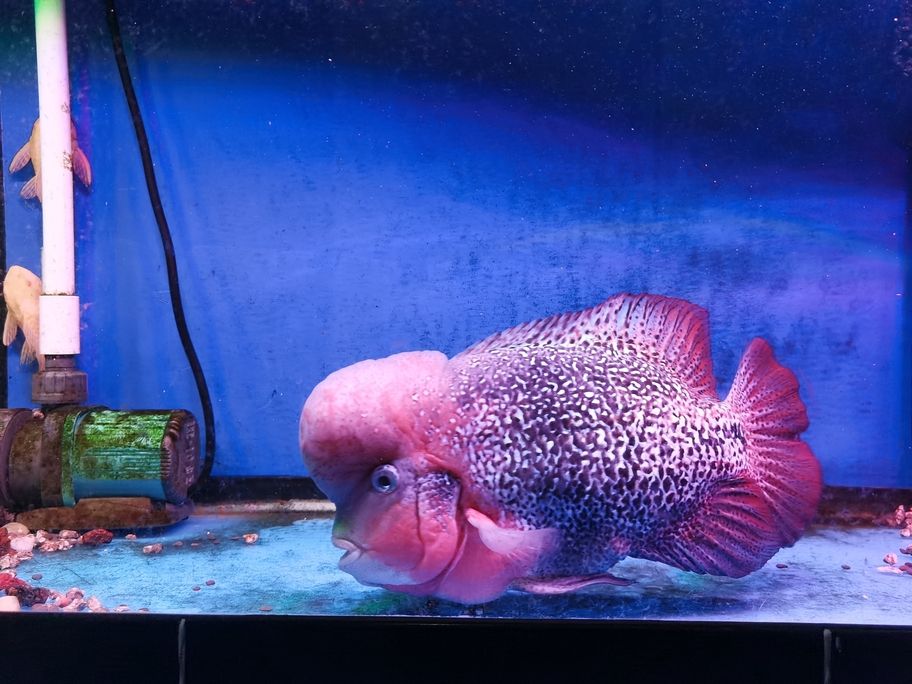養色中