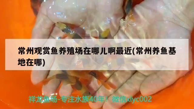 常州觀賞魚養(yǎng)殖場在哪兒啊最近(常州養(yǎng)魚在哪)