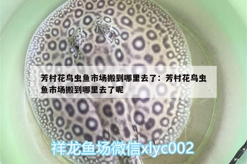芳村花鳥蟲魚市場搬到哪里去了:芳村花鳥蟲魚市場搬到哪里去了呢