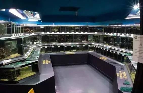 迪慶藏族自治州水族批發市場（請問海西的花鳥市場在哪里）