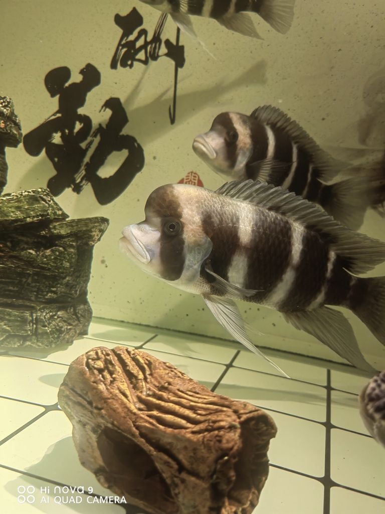 歸湖的大公布隆迪！ 歸湖的大公布隆迪！ 龍魚論壇