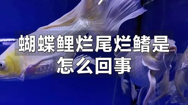 蝴蝶鯉百科疾病