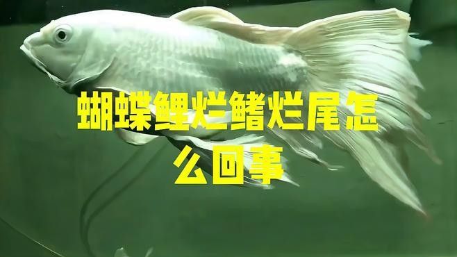 蝴蝶鯉百科疾病