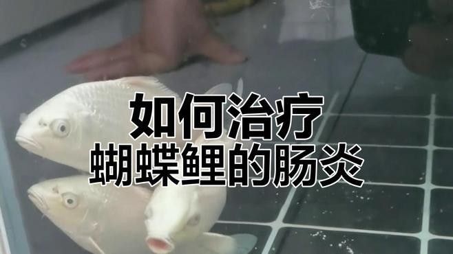 蝴蝶鯉百科疾病