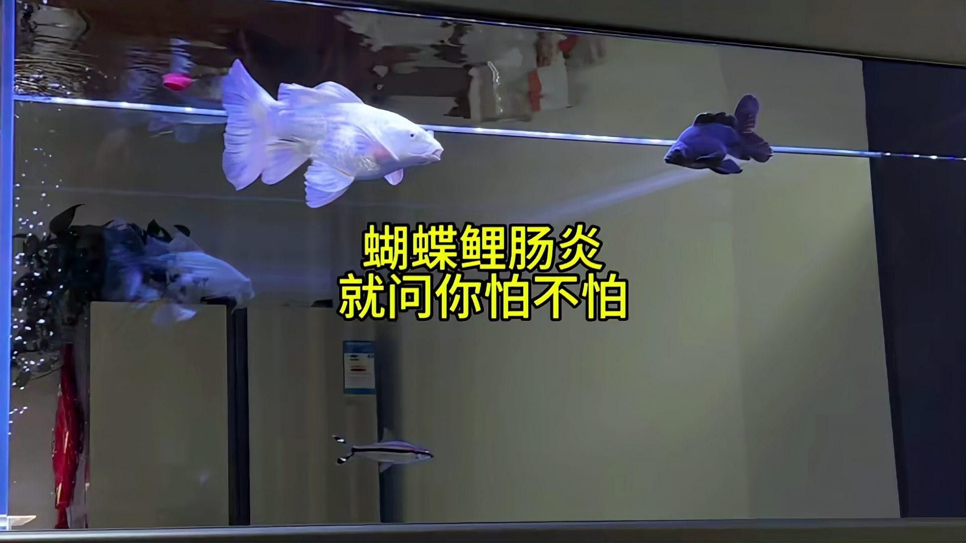蝴蝶鯉百科疾病