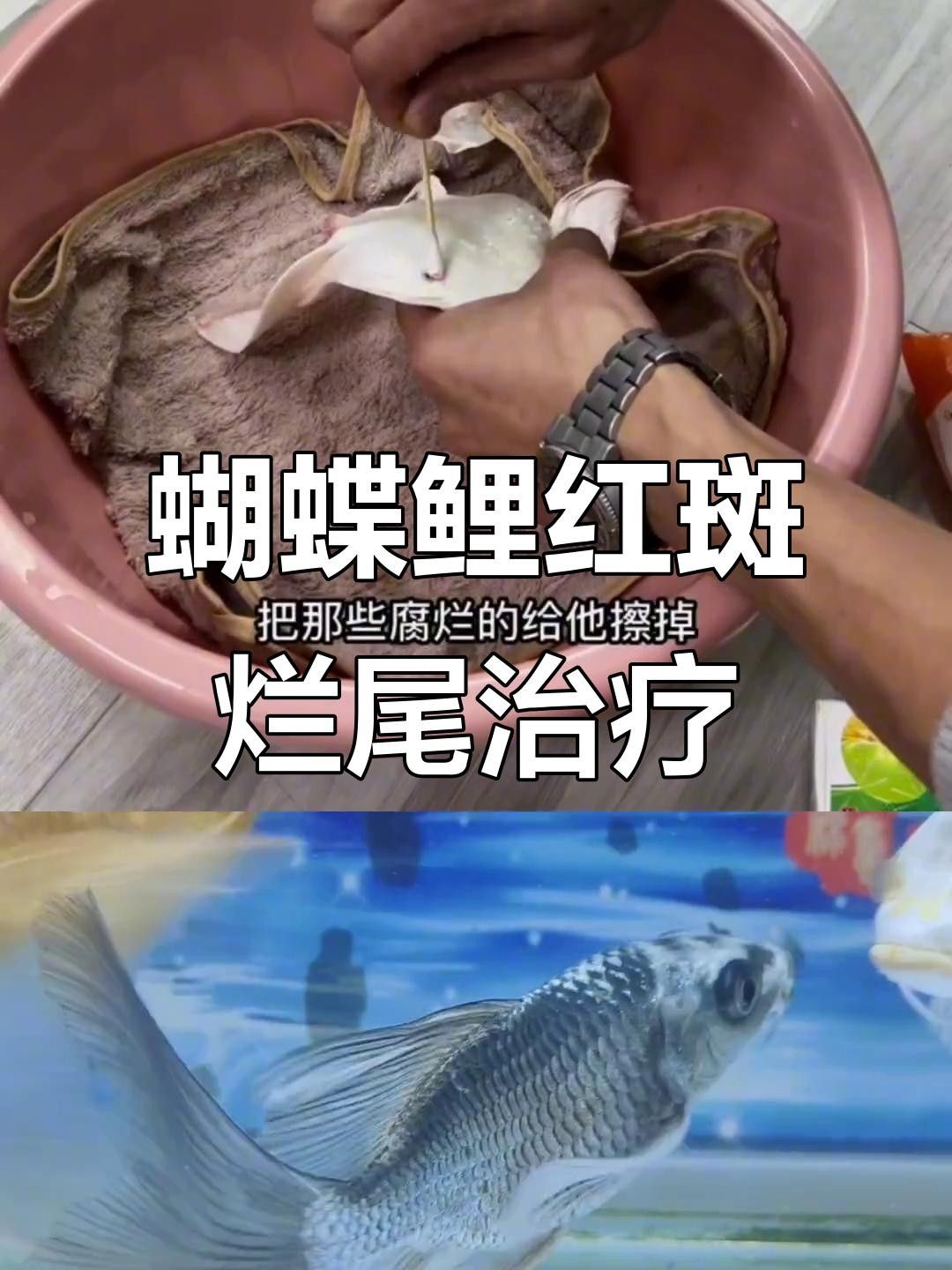 蝴蝶鯉百科疾病
