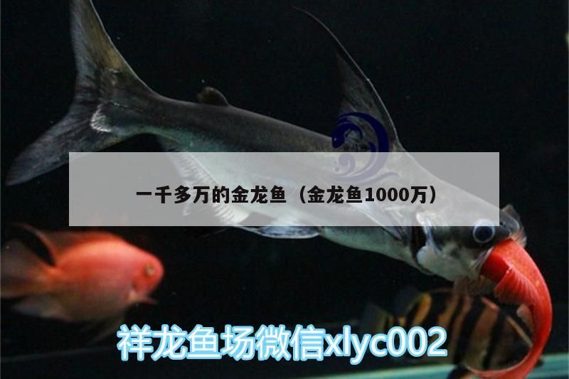 一千多萬的金龍魚（金龍魚1000萬）