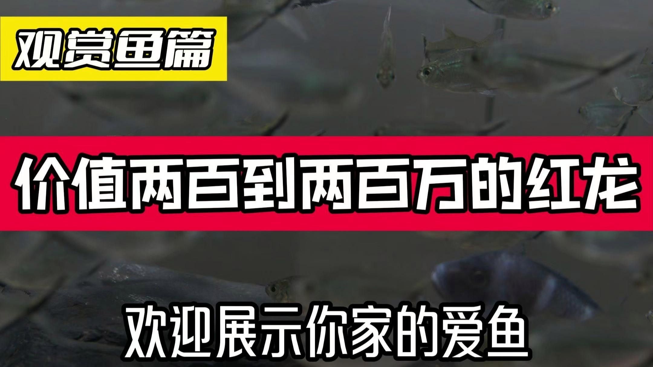 觀賞龍魚價格