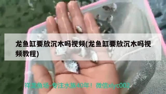 龍魚缸要放沉木嗎視頻(龍魚缸要放沉木嗎視頻教程)