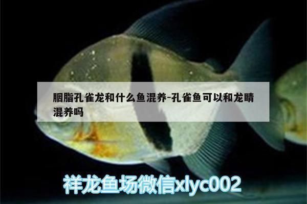 胭脂孔雀龍魚適宜水溫范圍，胭脂孔雀龍魚的適宜水溫范圍
