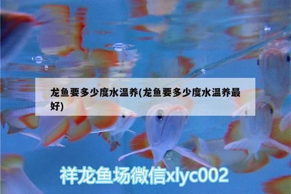 胭脂孔雀龍魚適宜水溫范圍，胭脂孔雀龍魚的適宜水溫范圍