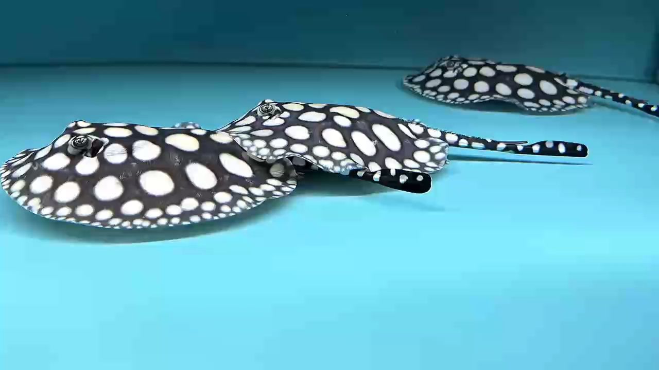 在成長，在變化，血系的提升，繁殖的魅力
非常養眼的一缸小魚