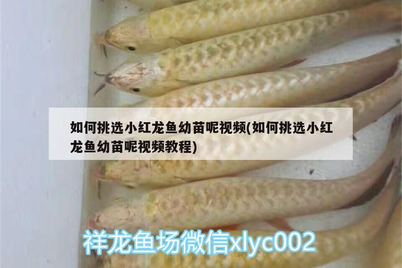 魚缸用增氧泵價格是多少:魚缸增氧機-xtrac增氧機-xtrac增氧機 如何挑選小紅龍魚幼苗呢視頻(如何挑選小紅龍魚幼苗呢視頻教程) 觀賞魚百科 如何挑選小紅龍魚幼苗呢視頻(如何挑選小紅龍魚幼苗呢視頻教程) 如何挑選小紅龍魚幼苗呢視頻(如何挑選小紅龍魚幼苗呢視頻教程) 觀賞魚百科