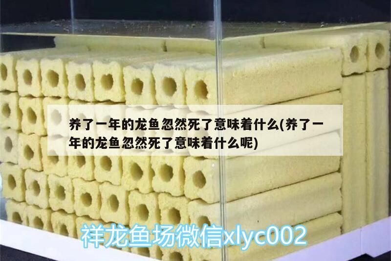 我的虎魚真菌感染了要怎么處理 養(yǎng)了一年的龍魚忽然死了意味著什么(養(yǎng)了一年的龍魚忽然死了意味著什么呢) 觀賞魚百科 養(yǎng)了一年的龍魚忽然死了意味著什么(養(yǎng)了一年的龍魚忽然死了意味著什么呢) 養(yǎng)了一年的龍魚忽然死了意味著什么(養(yǎng)了一年的龍魚忽然死了意味著什么呢) 觀賞魚百科