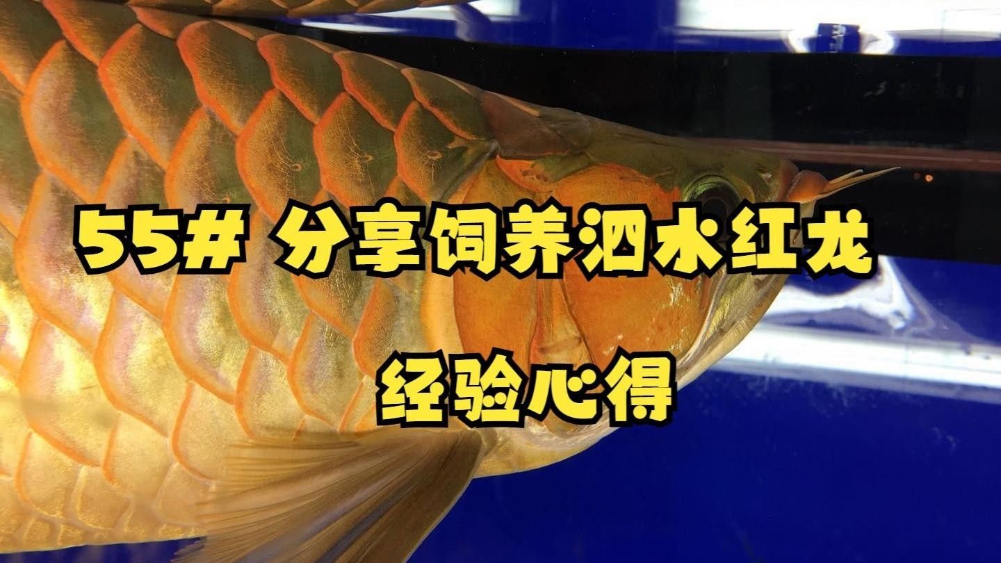 烏魯木齊縣紅龍魚
