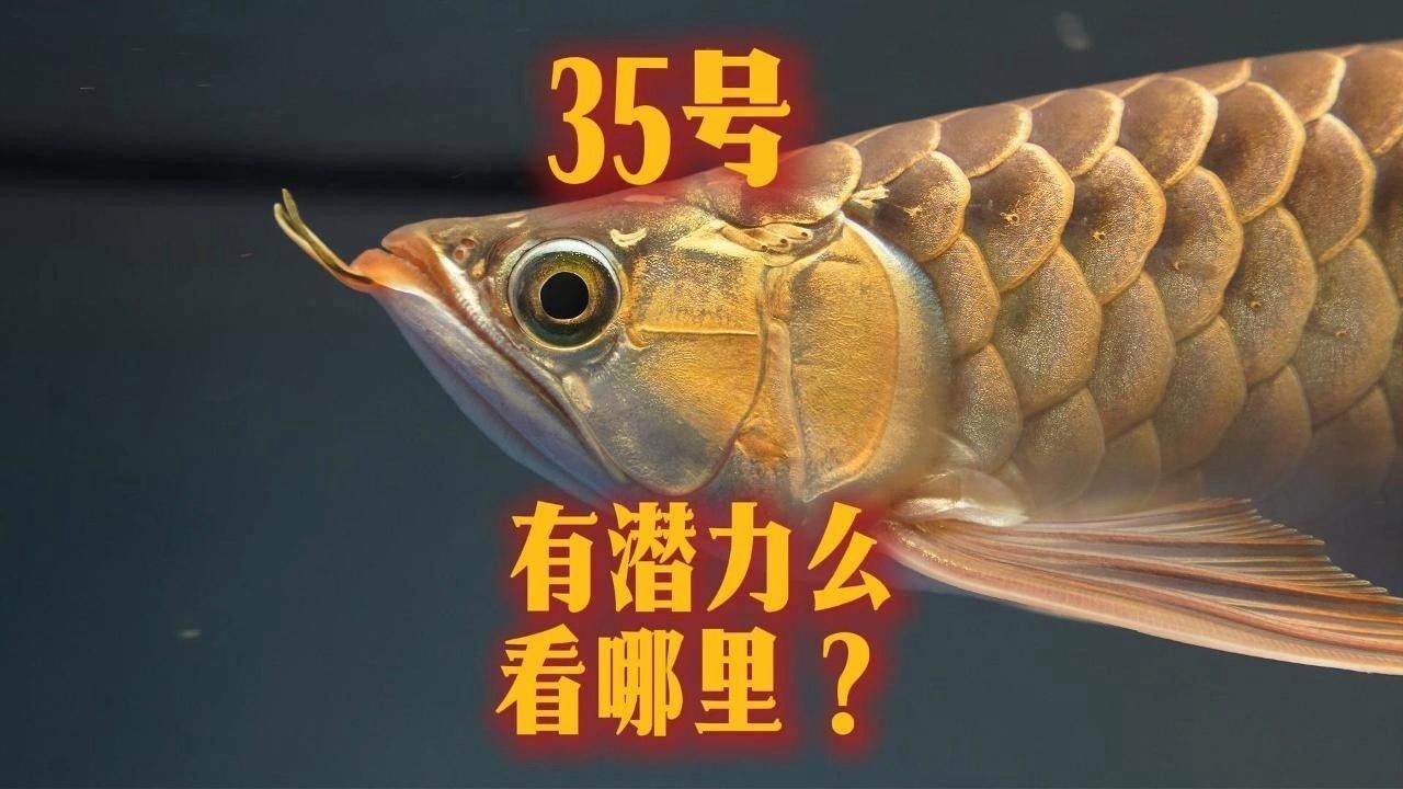 白河紅龍魚