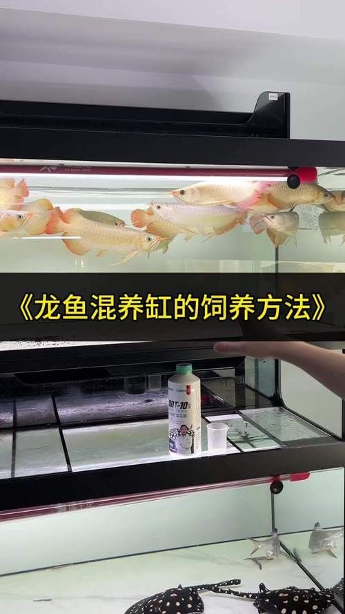 白河紅龍魚