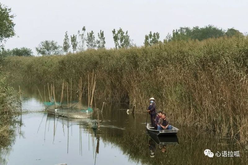 桓臺龍魚