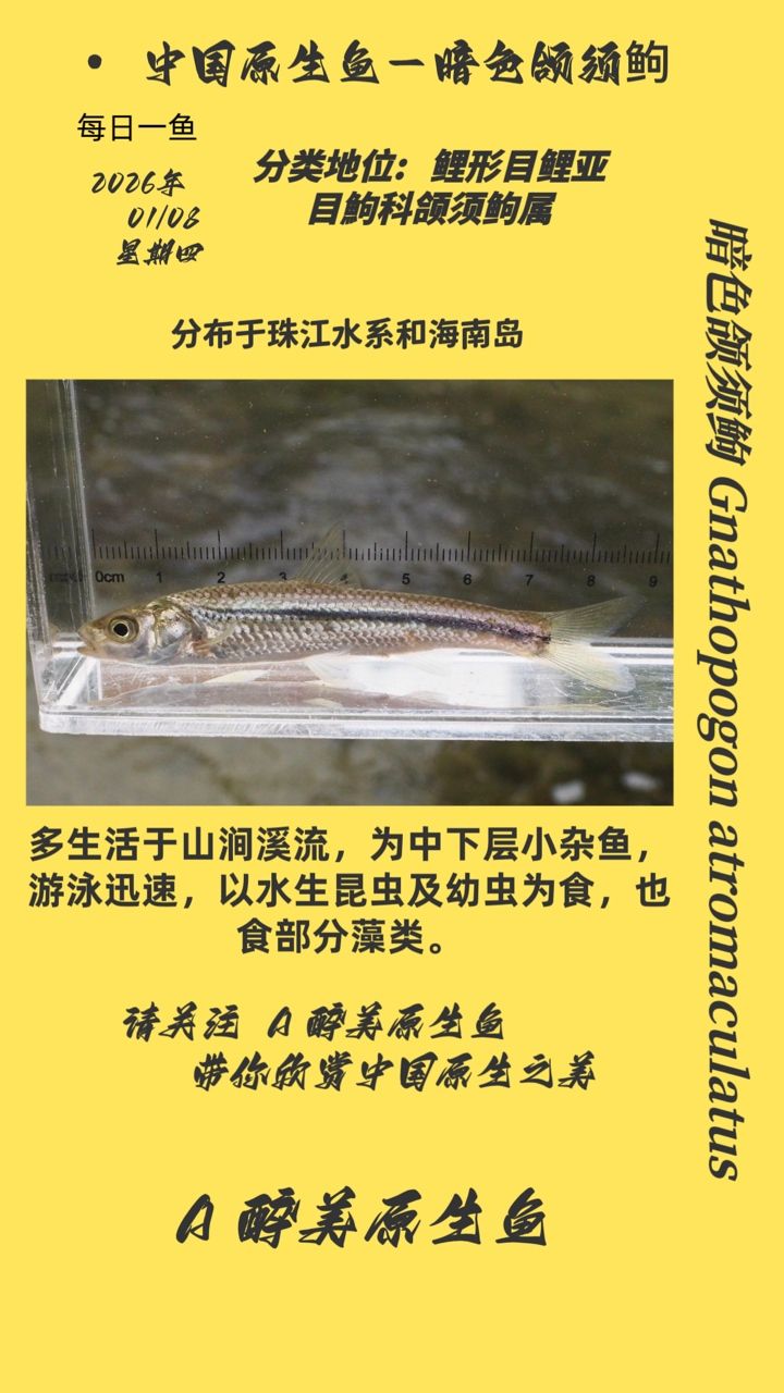 暗色頜須鮈