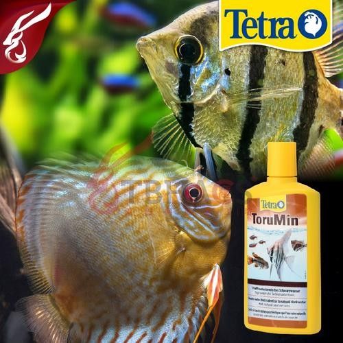 德國龍魚活力黑水 觀賞魚百科 第11張 德國龍魚活力黑水 德國龍魚活力黑水 觀賞魚百科 第11張