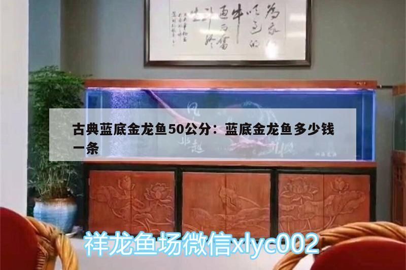 古典藍(lán)底金龍魚(yú)50公分:藍(lán)底金龍魚(yú)多少錢一條 古典藍(lán)底金龍魚(yú)50公分:藍(lán)底金龍魚(yú)多少錢一條 觀賞魚(yú)百科