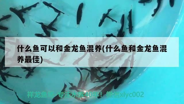 什么魚可以和金龍魚混養(什么魚和金龍魚混養最佳)