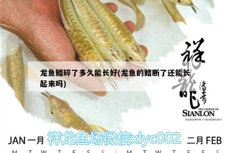 龍魚鰭碎了多久能長好(龍魚的鰭斷了還能長起來嗎)