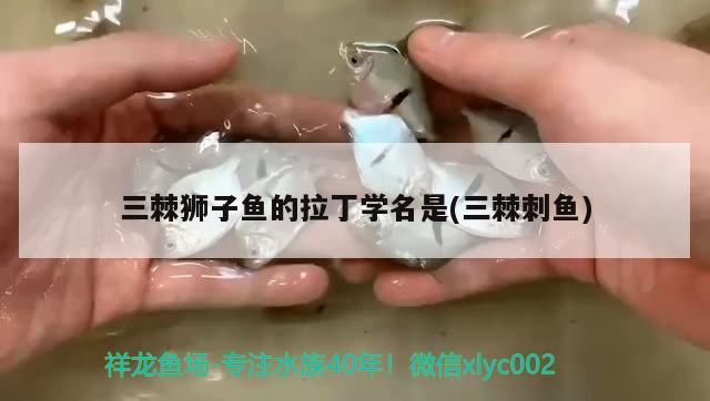 三棘獅子魚的拉丁學名是(三棘刺魚)