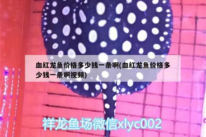 血紅龍魚價格多少錢一條啊(血紅龍魚價格多少錢一條啊視頻)