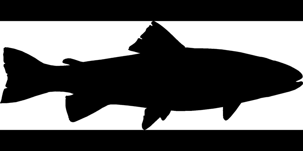 黑桃a魚和粗線哪個好黑桃a魚和粗線哪個好（黑桃a魚長的快嗎）（黑桃a魚兇不兇）