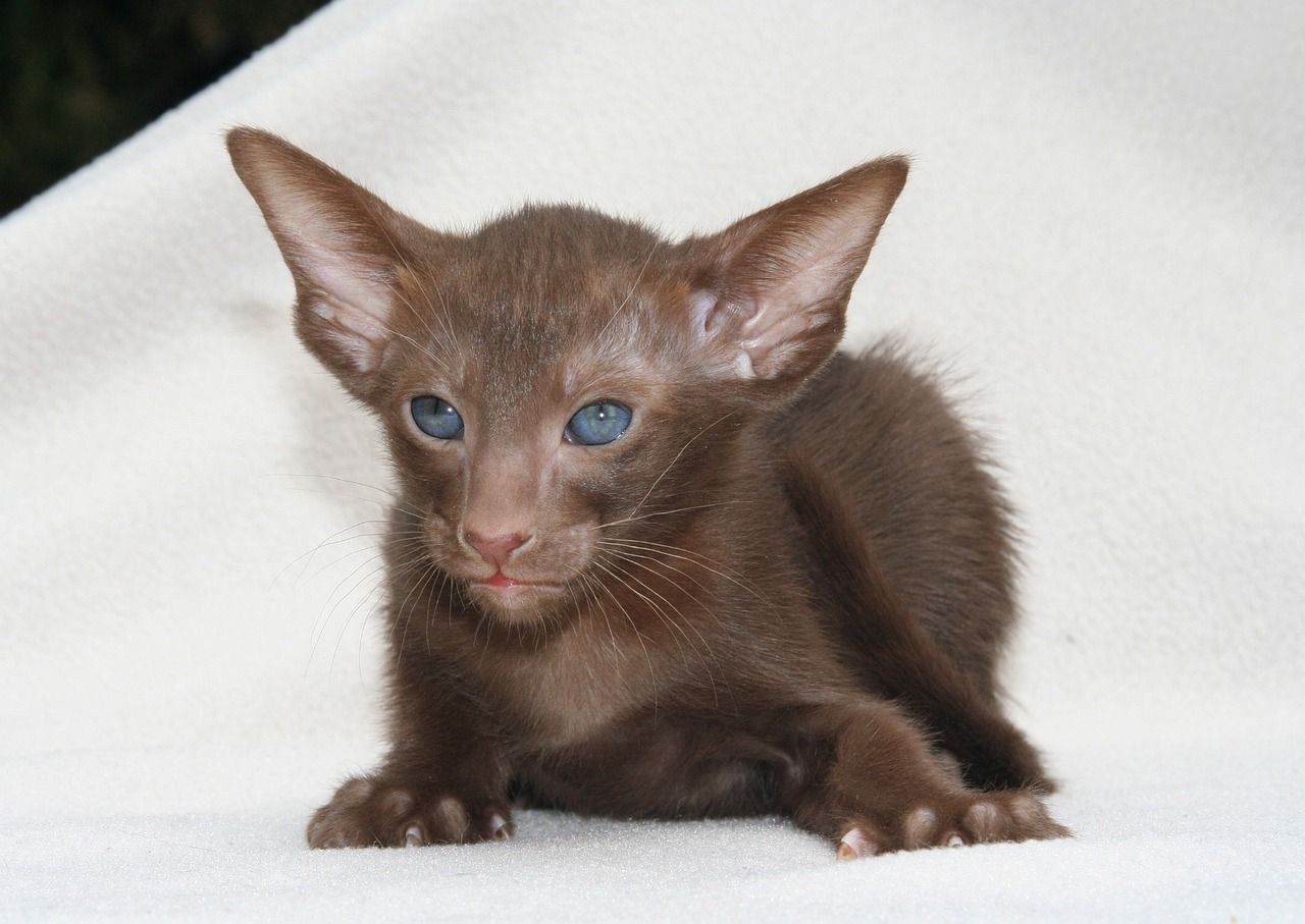 鸚鵡魚眼睛白點（鸚鵡魚眼睛白點怎么辦）