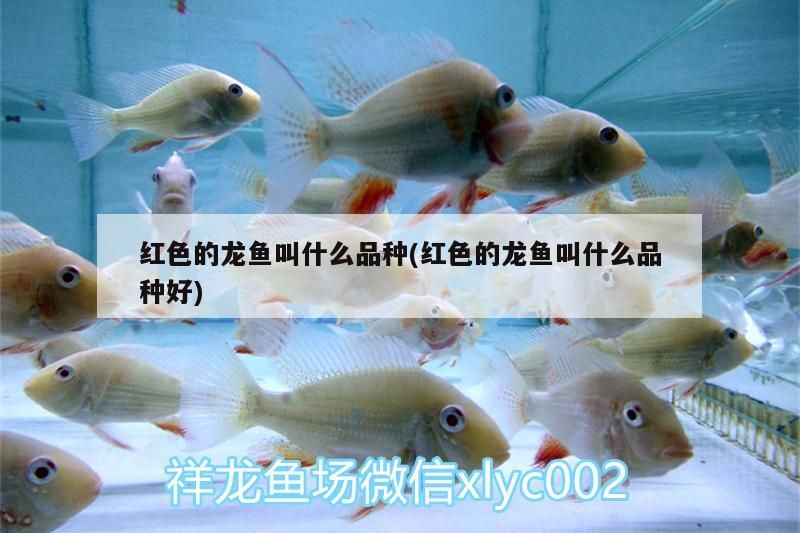 紅色的龍魚叫什么品種(紅色的龍魚叫什么品種好)