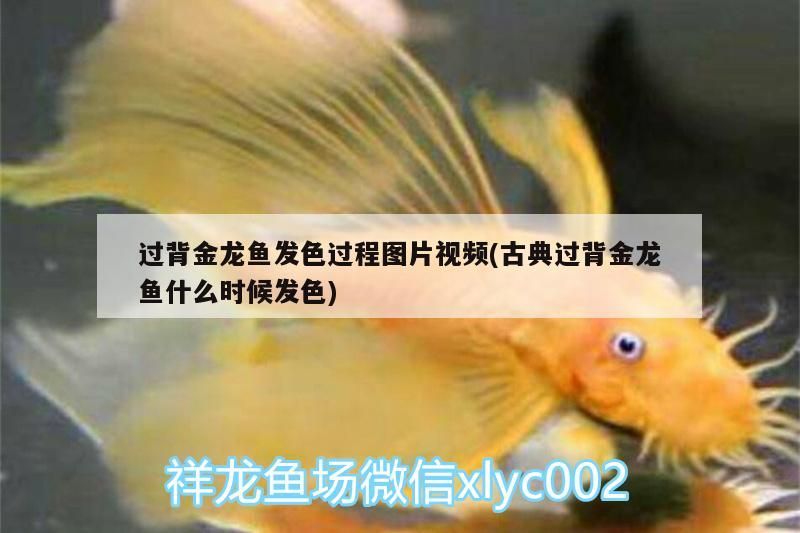 過背金龍魚發色過程圖片視頻(古典過背金龍魚什么時候發色)