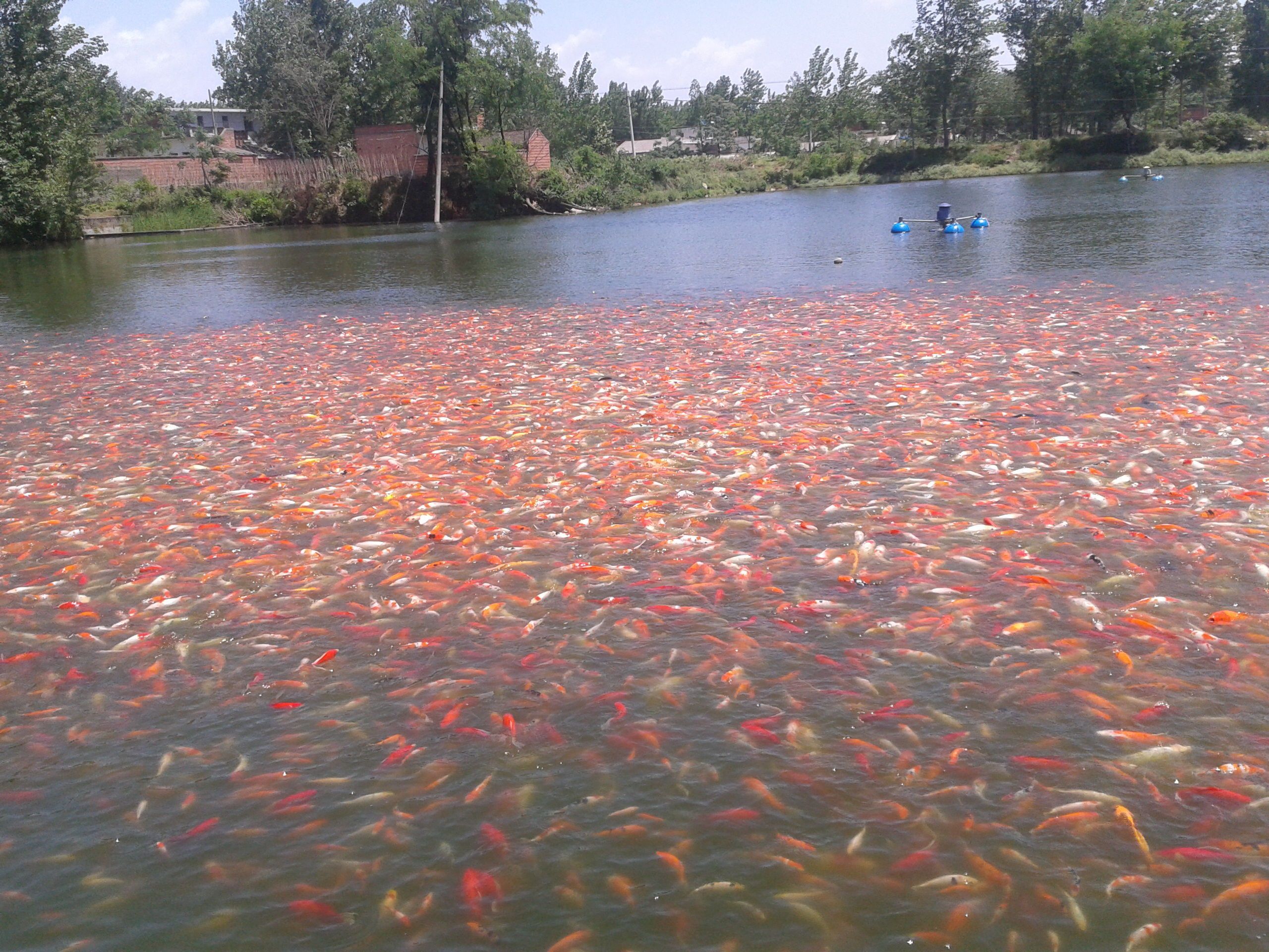 觀賞魚好看又好養（熱帶魚的飼養秘籍金魚的飼養技巧和文化意義都非常豐富）