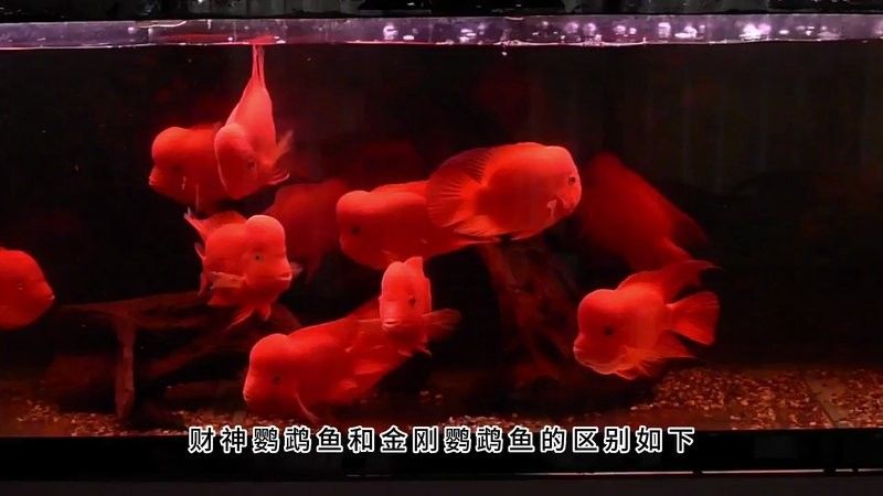 財神鸚鵡魚和金剛鸚鵡魚的區別 財神鸚鵡魚和金剛鸚鵡魚的區別 觀賞魚百科 第1張