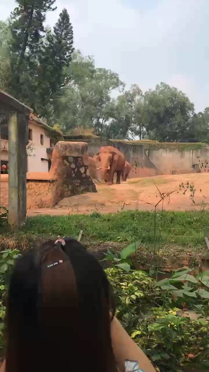 大象