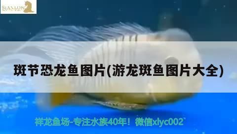 斑節恐龍魚圖片(游龍斑魚圖片大全)