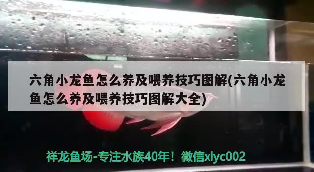 六角小龍魚怎么養及喂養技巧圖解(六角小龍魚怎么養及喂養技巧圖解大全)
