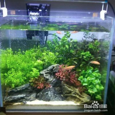 海口魚缸造景在哪里好呢視頻大全（海口魚缸制作電話）