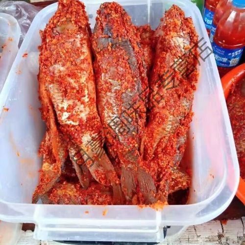 榕江金龍魚是不是雜牌子